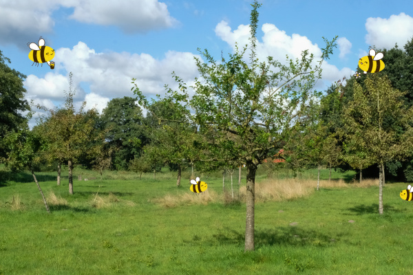 Freiflächen für unser nachhaltiges Bienenprojekt gesucht